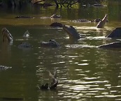 airboat tours